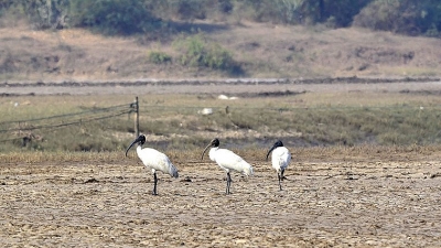 ബില്ലിമോറ