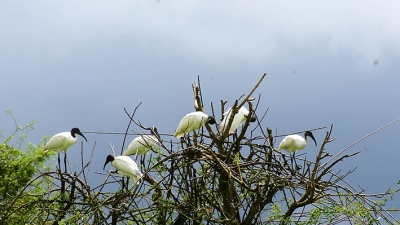 Gudavi Bird Sanctuary