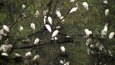 Mandagadde Bird Sanctuary