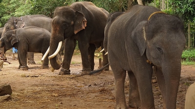 Sakrebayalu Elephant Camp