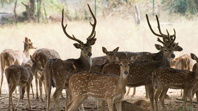 ಶೆಟ್ಟಿಹಳ್ಳಿ ವನ್ಯಜೀವಿಧಾಮ