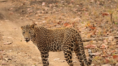 போரி வனவிலங்கு சரணாலயம்