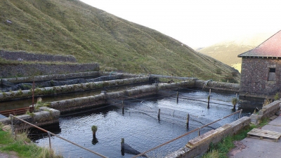 ട്രൗട്ട് ഫാം