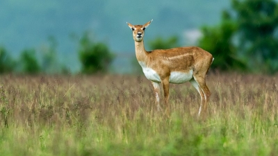 பெட்டாநய்