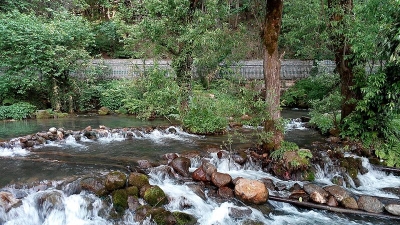 కోకేర్ నాగ్