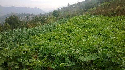 Potato Farm