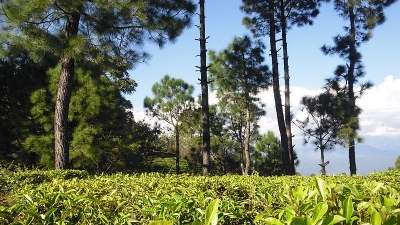 Kausani Tea Estate