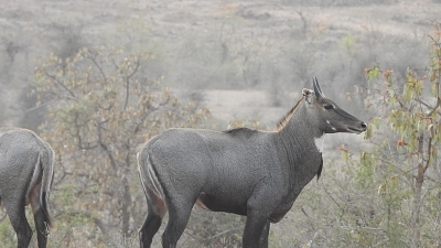 पैनगंगा वन्यजीवन अभ्यारण्य