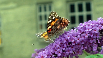 Butterfly Museum