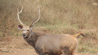 ஜங்கிள் சஃபாரி