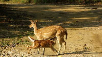 ಜಿಂಕೆ ಉದ್ಯಾನ