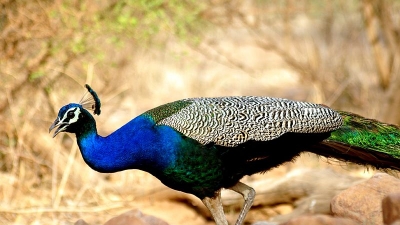 சரிஸ்கா தேசியப் புலிகள் பாதுகாப்பு சரணாலயம்