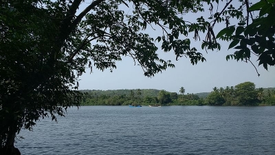 കര്‍ലി ബാക്ക് വാട്ടേര്‍സ്