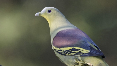 കര്‍ണാല പക്ഷിസങ്കേതം