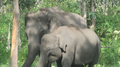 விங்குகளை பார்வையிடுவதற்கான இடங்கள்