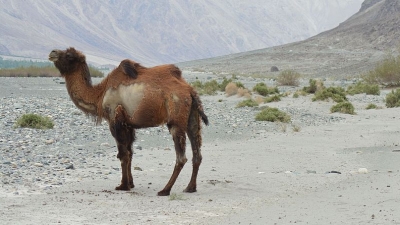 Overa National Park