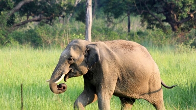 ಸೋನಾನದಿ ವನ್ಯಜೀವಿಧಾಮ