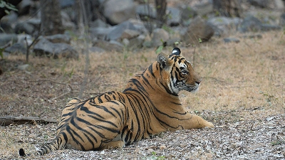 ಸರಸ್ವತಿ ವನ್ಯಧಾಮ