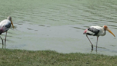 ஜங்கிள் சஃபாரி