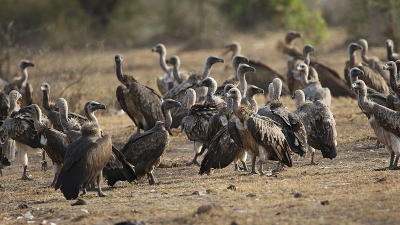 सोन चिरैया पक्षी अभयारण्‍य