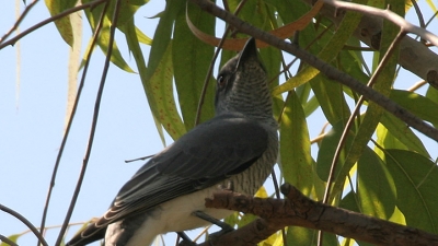 கரேரா பறவைகள் சரணாலயம்