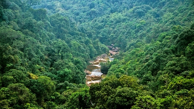मांडे बुरुंग(जंगली आदमी)