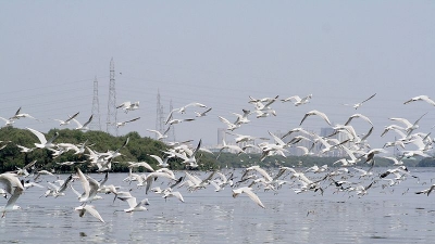 ಠಾಣೆ ಕ್ರೀಕ್