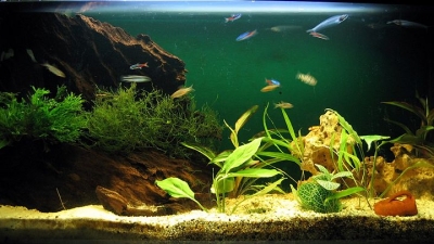 एक्‍वेरियम