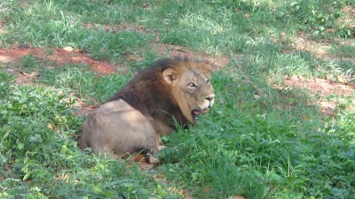 உஷாகோதி