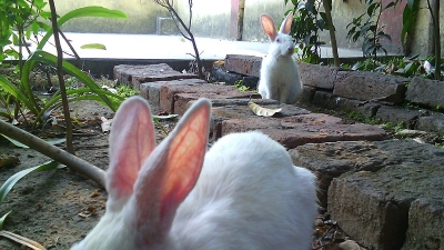 സുവോളജിക്കല്‍ ഗാര്‍ഡന്‍