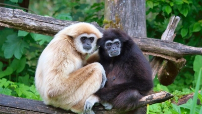 ன்டாங்கி தேசிய பூங்கா