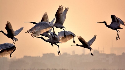 Okhla Bird Sanctuary