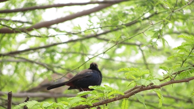 பிந்தாவாஸ் பறவைகள் சரணாலயம்