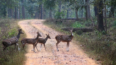 பர்ணவபாரா காட்டுயிர் சரணாலயம்