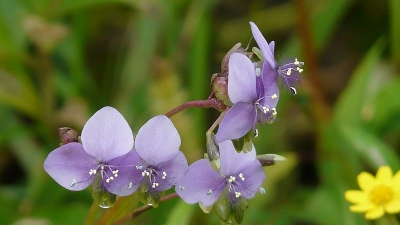 बॉटनिकल गॉर्डन
