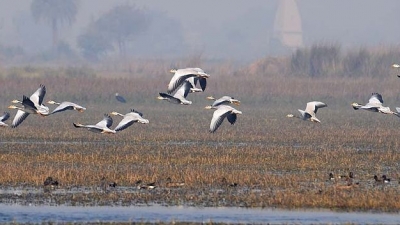 ದಾದ್ರಿ