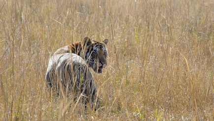 Bandhavgarh