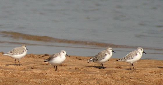 Chilka Photos, Pictures of Famous Tourist Places and Attractions