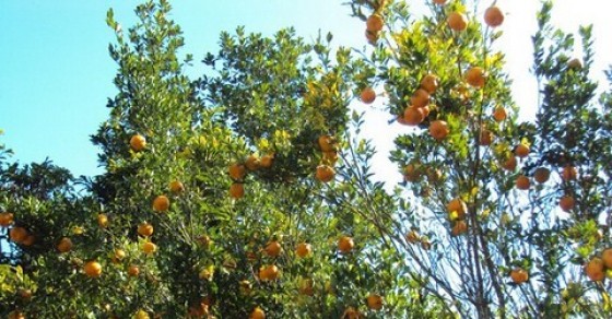 Longleng Photos Pictures Of Famous Tourist Places And Attractions Nativeplanet Longleng Photos Pictures Of Famous Tourist Places And Attractions Nativeplanet