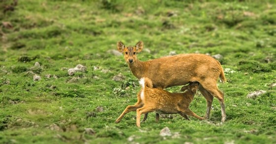 Panbari Reserve Forest Kaziranga Panbari Reserve Forest Photos