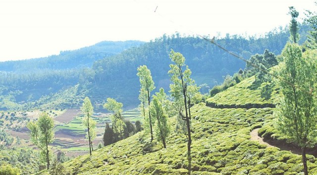 ಕೊಡಗು