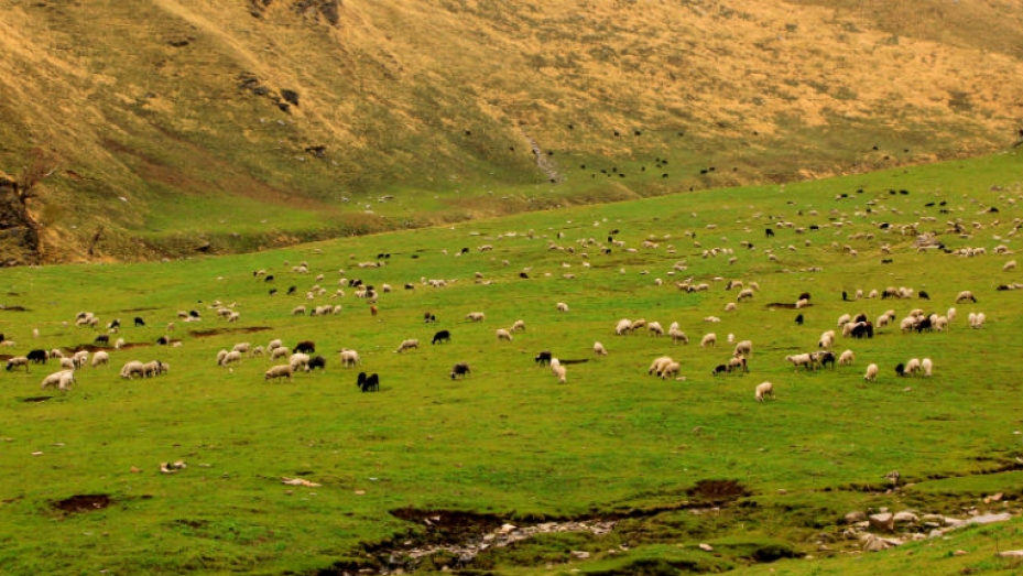 Rohru Tourism, Travel Guide & Tourist Places in