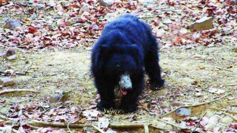 Jessore Sloth Bear Sanctuary - Palanpur | Jessore Sloth Bear Sanctuary