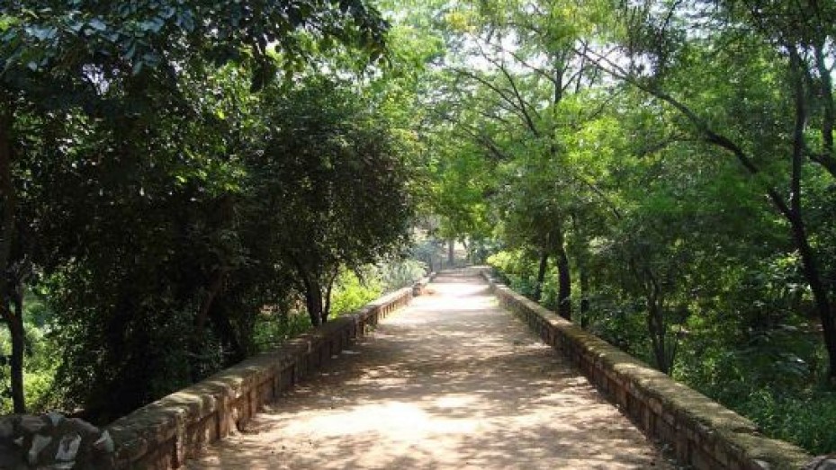 Delhi Ridge Delhi / 2023 Delhi Ridge Photos, Sightseeing