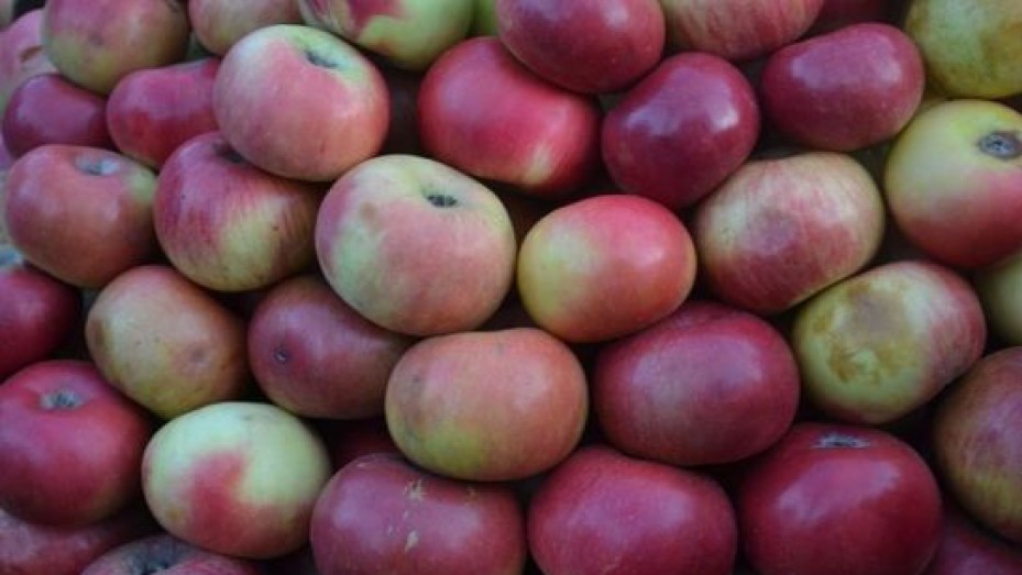 Ooty Tourism, Travel Guide & Tourist Places in