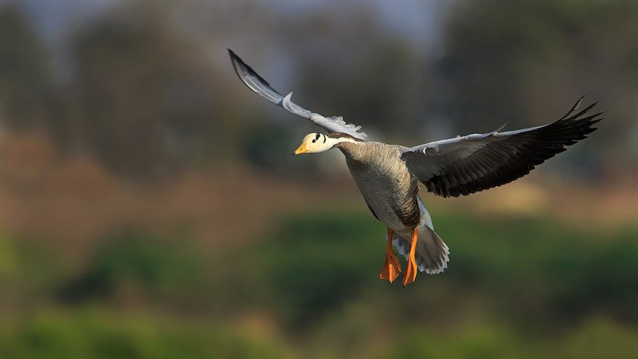Magadi Bird Sanctuary - Gadag | Magadi Bird Sanctuary Photos ...