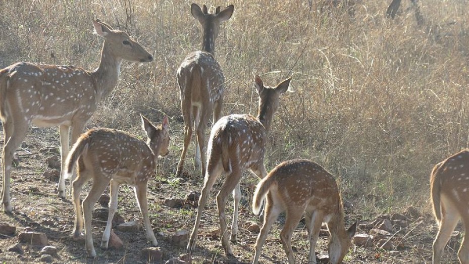 Places to Visit in Panna: Tourist Places in Panna, Panna Tourism, Best ...
