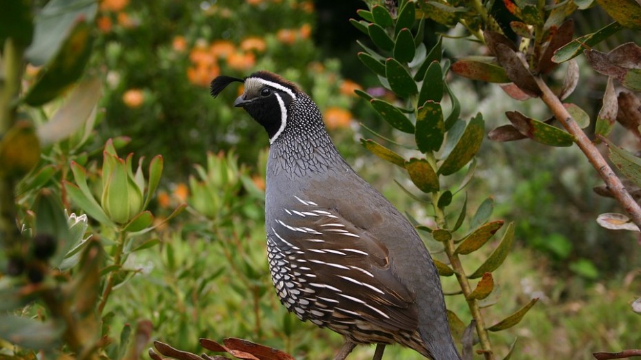 Vinog Mountain Quail Sanctuary - Mussoorie | Vinog Mountain Quail