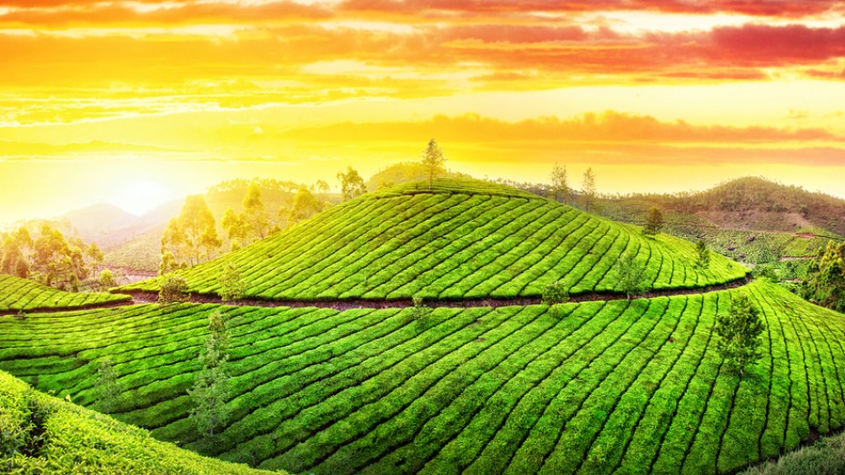 Tea Gardens Kaziranga Tea Gardens Photos, Sightseeing