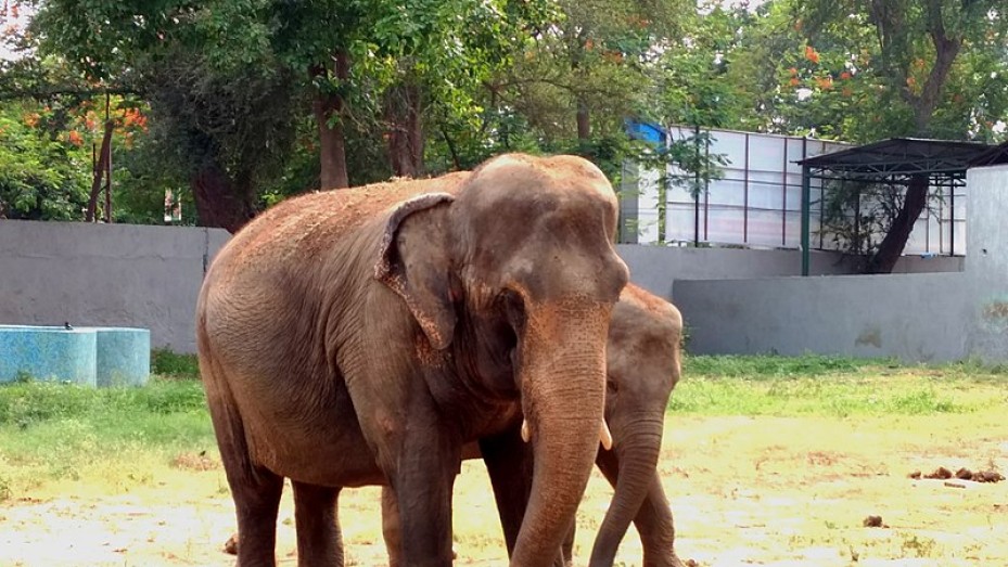 Patna Zoo/ 2023 Patna/ 2023 Patna Zoo/ 2023 Photos, Sightseeing